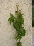 parthenocissus quinquefolia3.jpg