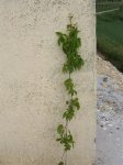 Parthenocissus quinquefolia.jpg