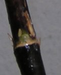 brote 02.jpg