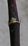 brote 03.jpg