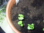 albahaca.jpg
