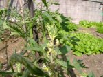 DSC00244.JPG