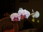 picture025hy1.jpg