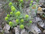 TEUCRIUM LUTEUM.jpg