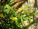 Ononis aragonensis.jpg