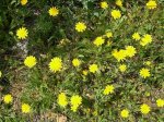 Taraxacum vulgare.jpg