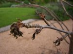 liquidambar 002.jpg