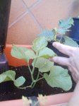 Reajustado_2ª mata melon.jpg