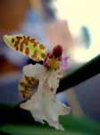 DSC01082.jpg