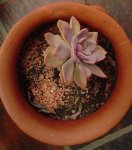 Echeveria sin clasificar 2.jpg