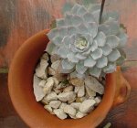 Echeveria sin clasificar 1.jpg