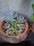 Echeveria sin clasificar.jpg