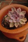 Echeveria sin clasificar 3.jpg