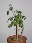 Gingko2.jpg