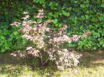 100_1403.jpg
