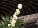 DSC00181.JPG