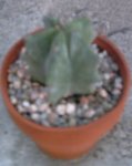 cactuses 012.jpg