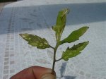 m_DSC03195.jpg