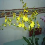 mis orquis (17).jpg