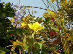 Glicinia y rosas amarillas..jpg