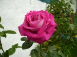 Rosa 10 abierta..jpg