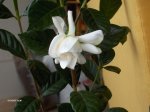 Primera Flor.jpg