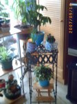 mis plantitas 041.jpg