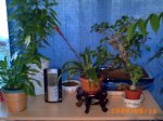 mis plantitas 040.jpg