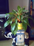 mis plantitas 042.jpg