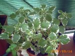 mis plantitas 043.jpg