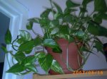 mis plantitas 047.jpg