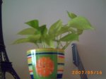 mis plantitas 048.jpg