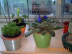 mis plantitas 049.jpg