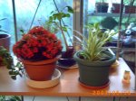 mis plantitas 050.jpg