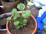 mis plantitas 044.jpg