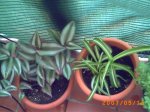 mis plantitas 045.jpg