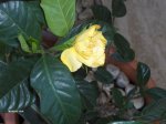 Gardenia Amarilla 002.jpg