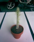 Cactus de salamin (6).jpg