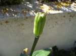 semilla lilium 17mai07.jpg