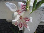 gnanus 17mai07.jpg