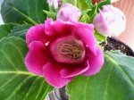 gloxinia 17mai07.jpg