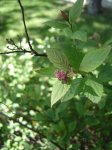 DSC03268.jpg