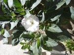 Copia de DSC03321.jpg