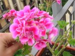 DSCN0601.jpg