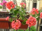 DSCN0603.jpg