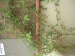 DSCN0607.jpg