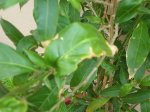 DSCN0606.jpg