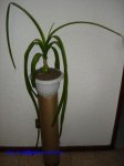 Ornithogalum_C_Ray_Frausto_MX2007_1.jpg