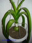 Ornithogalum_C_Ray_Frausto_MX2007_3.jpg