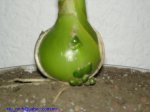 Ornithogalum_C_Ray_Frausto_MX2007_6.jpg